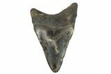 Juvenile Megalodon Tooth - Georgia #115717-1